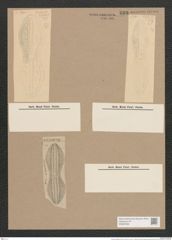 Navicula expedita A.Schm. (de-Toni-Nr.: Genus 1, Species 283) Zeichnungen Sammlung Grunow Nr. 639 (NHMW-BOT-W0367006)